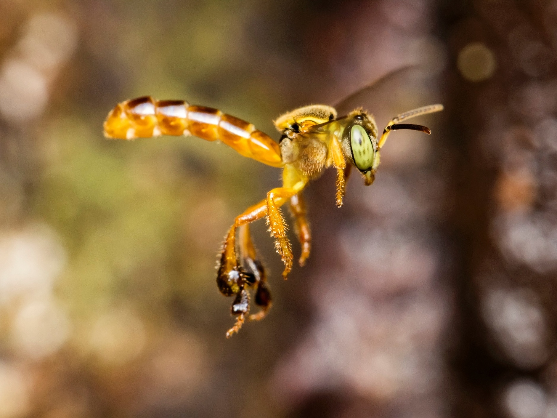 RiegBee Meliponário - Meliponicultura